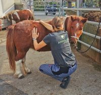 Animal Love Tiertherapie/Tiershiatsu, Janine Amacher, Solothurn